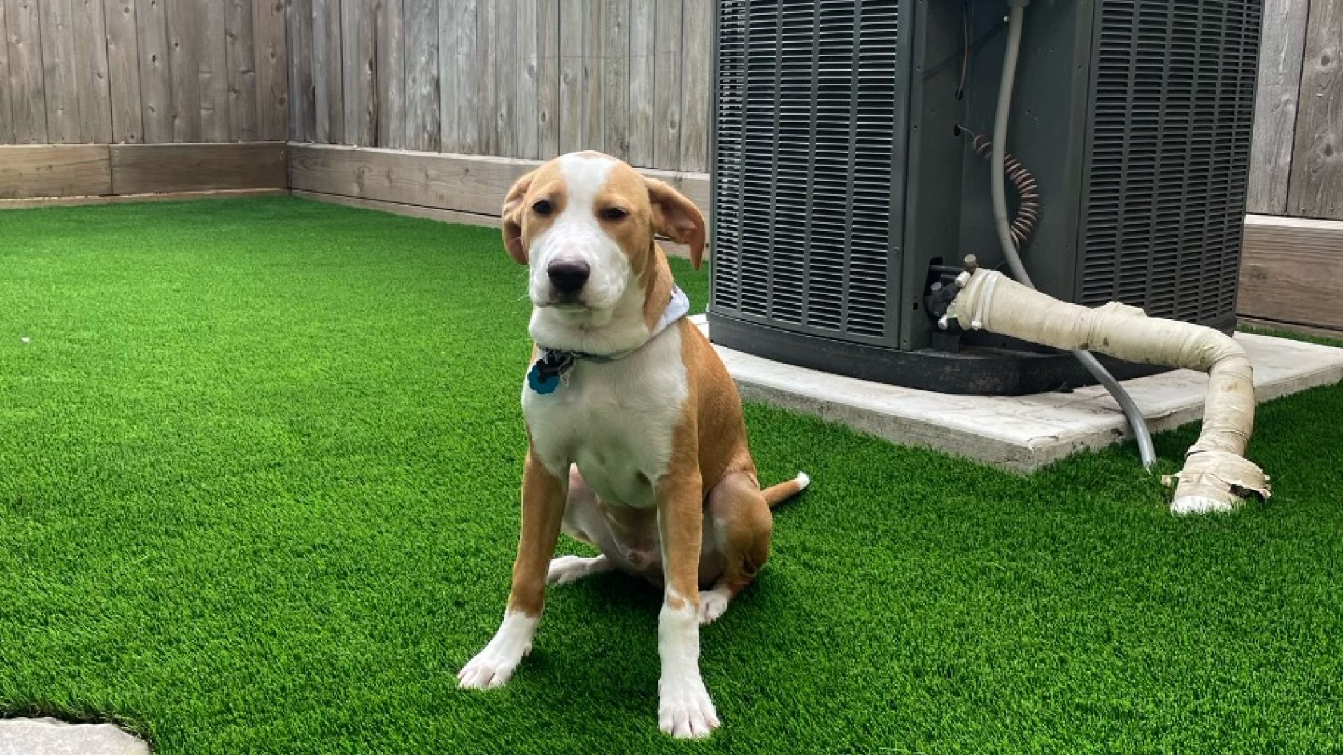 Pet Friendly Artificial Grass