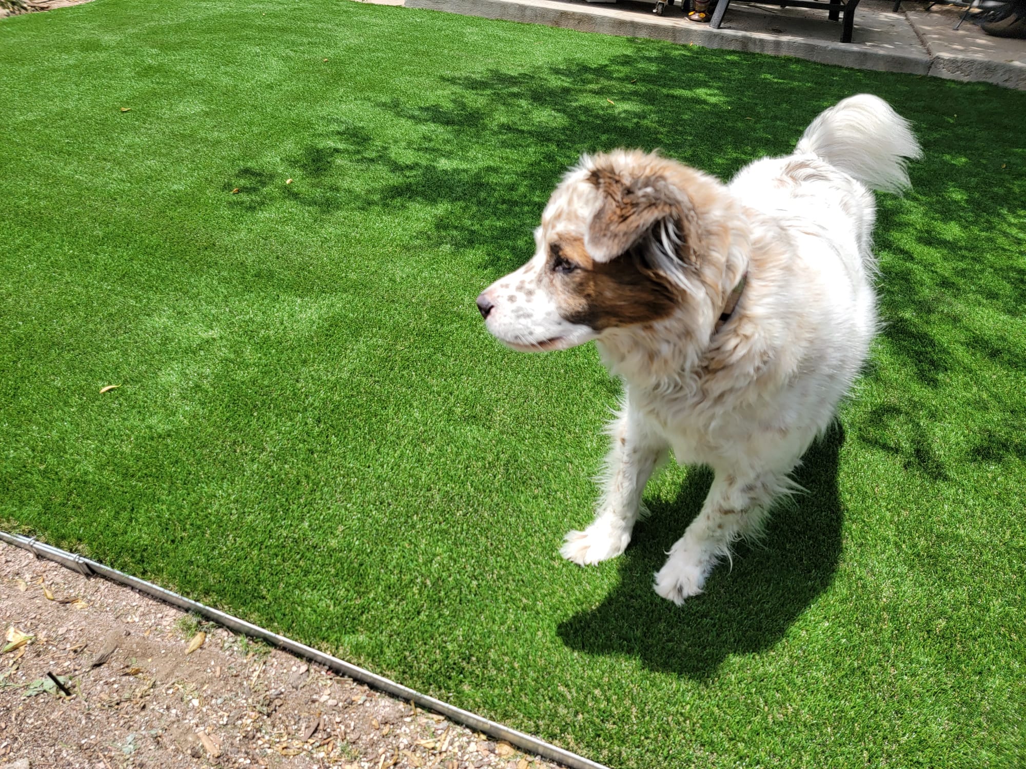 Pet Friendly Artificial Grass